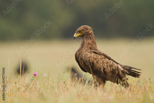 Birds of prey - Lesser Spotted Eagle ( Aquila pomarina )	