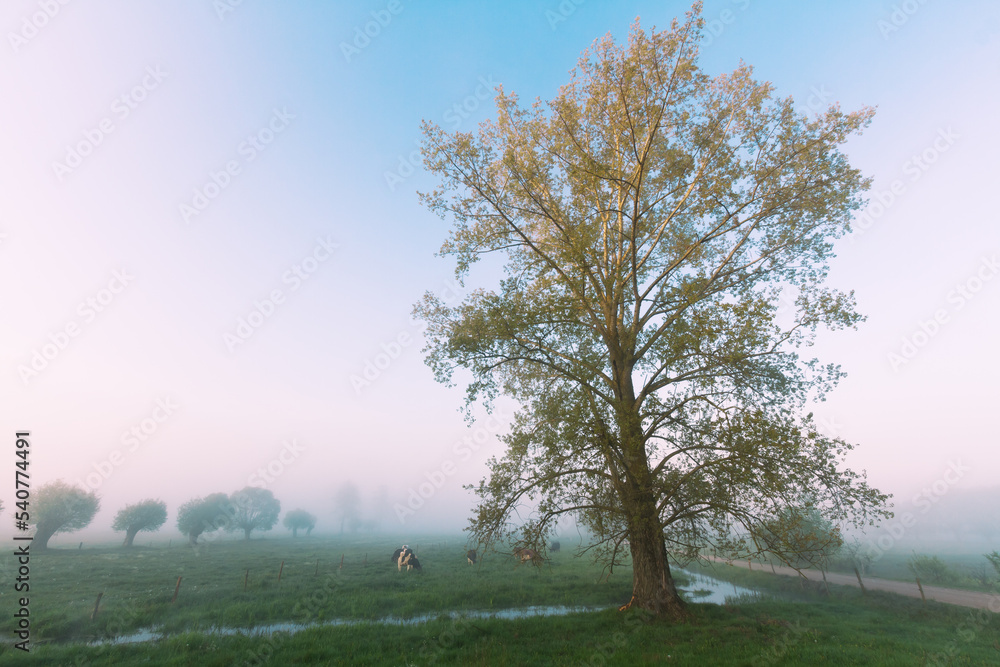 Landscape sunset in Narew river valley, Poland Europe, foggy misty meadows with trees, spring time Landscape sunset in Narew river valley, Poland Europe, foggy misty meadows with trees, spring time