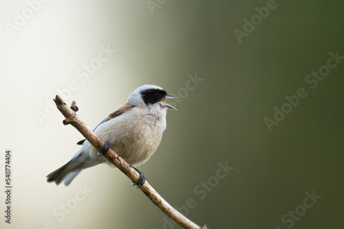 Bird Remiz pendulinus Penduline Tit perched on tree Poland Europe