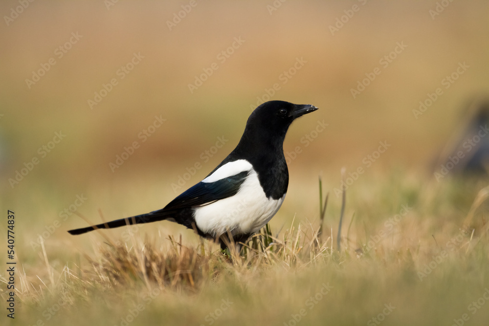 The Eurasian Magpie or Common Magpie or Pica pica on the ground with colorful background, winter time The Eurasian Magpie or Common Magpie or Pica pica on the ground with colorful background, winter time