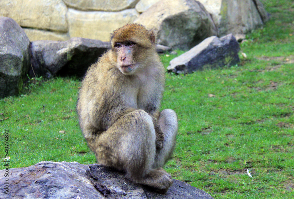 un singe triste