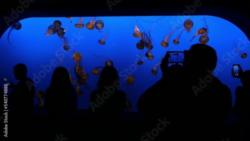 Jellyfish Tank Silhouette People Taking Pictures. Silhouette People taking pictures of the jellyfish tank in a touristic aquarium. photo