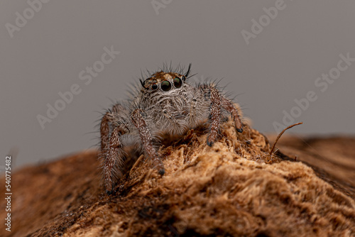 wolf spider on a wood