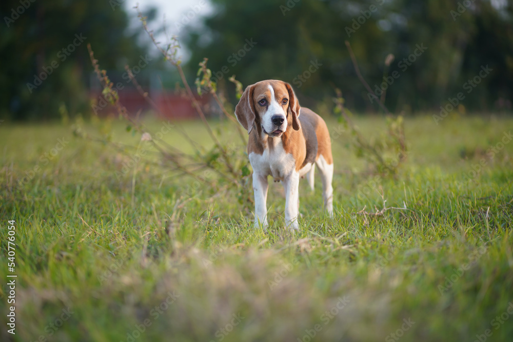 Portrait of an adorable beagle dog during standing on the green grass in the grass field.