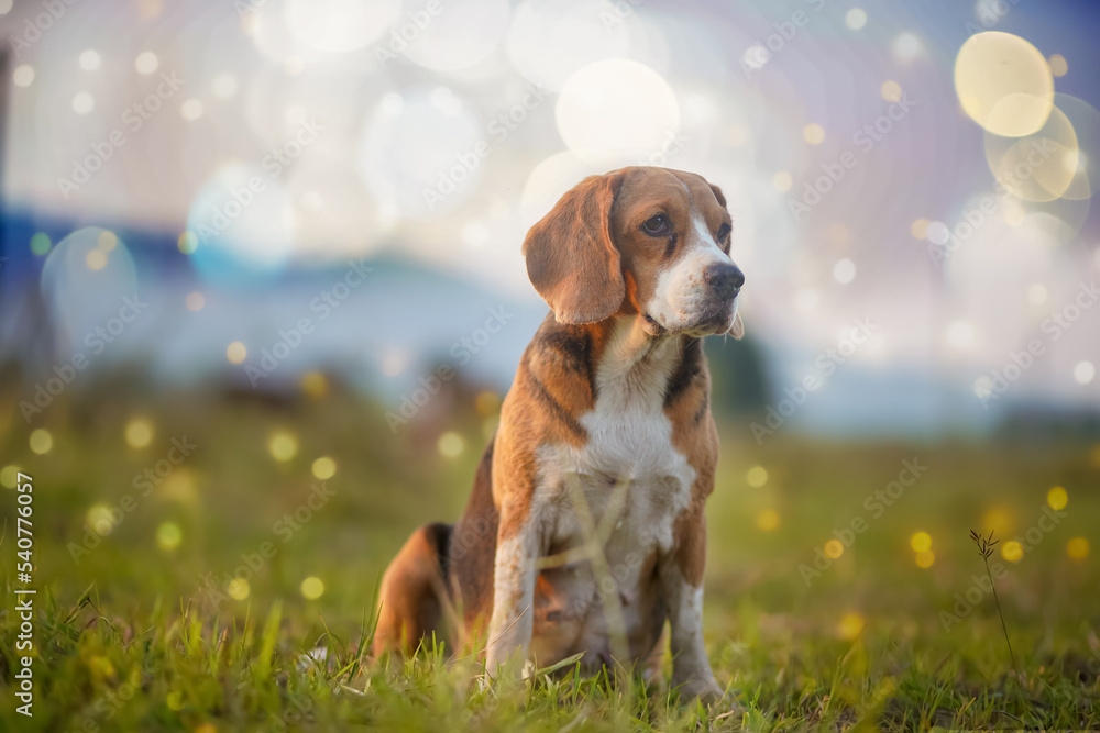 Portrait of a Beagle dog sit on the grass field under the warm beautiful bokeh background .