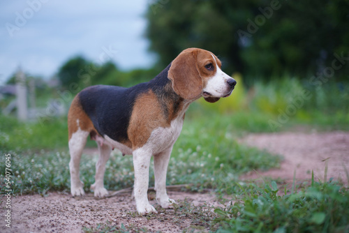 Portrait of an adorable beagle dog during standing on the grass field.