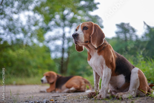 Beagle dogs look for something during sit on the ground in the park .