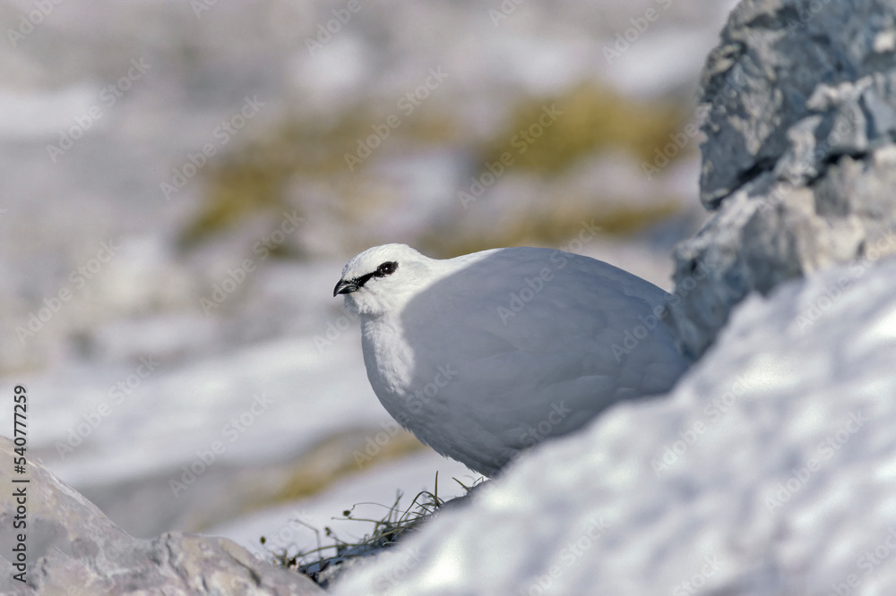 Lagopède alpin (Lagopus mutus) mâle en hiver au repos sur la neige. Alpes, France Lagopède alpin (Lagopus mutus) mâle en hiver au repos sur la neige. Alpes, France