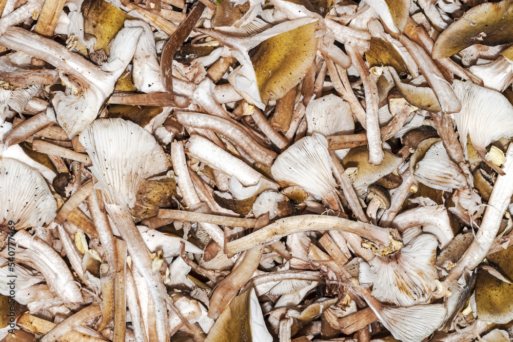 pile of freshly picked mushrooms Armillaria mellea,commonly known as honey fungus,natural conditions,full frame image pile of freshly picked mushrooms Armillaria mellea,commonly known as honey fungus,natural conditions,full frame image