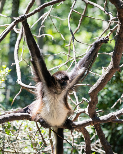 Geoffroy Klammeraffe im Monkeyland in Plettenberg Bay Südafrika photo