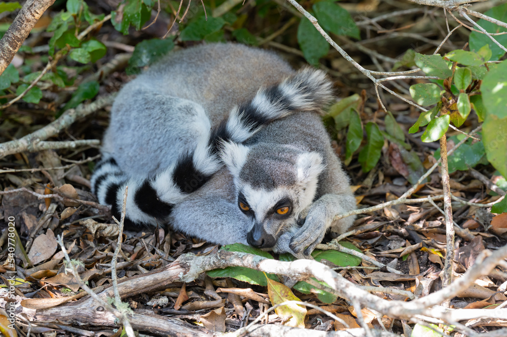 Obraz premium Katta im Monkeyland in Plettenberg Bay Südafrika