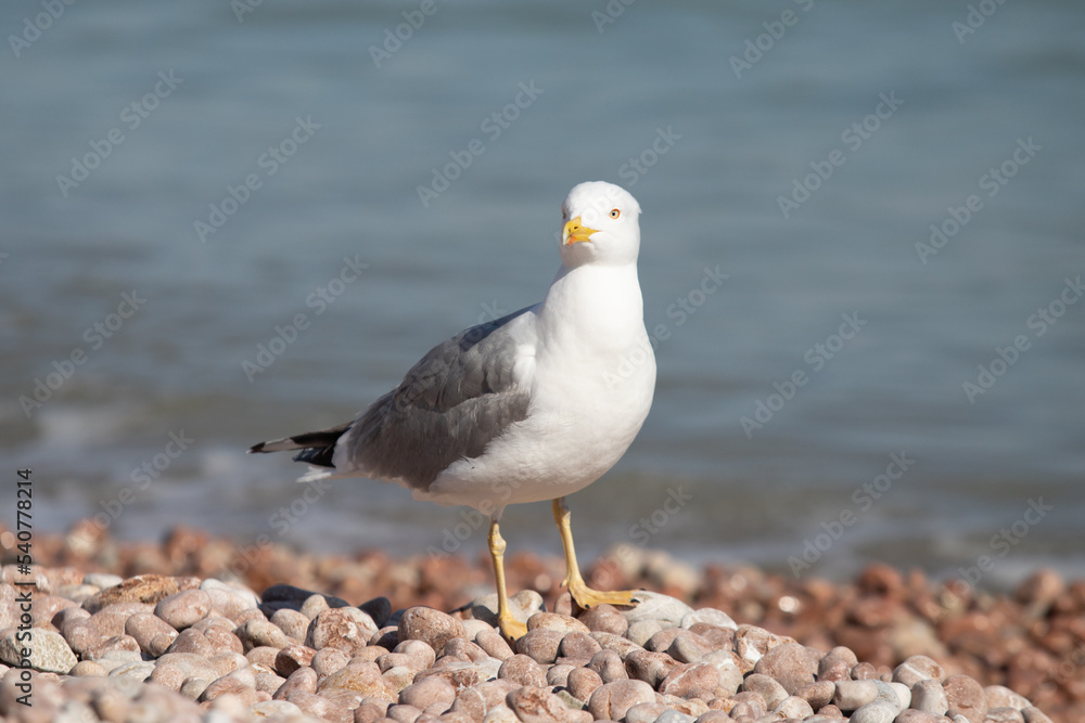 Seagull sits on the beach by the sea. Seagull sits on the beach by the sea.