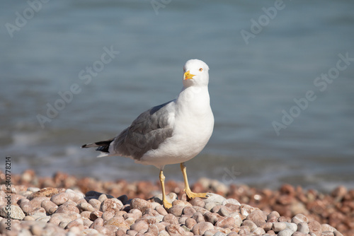 Seagull sits on the beach by the sea.