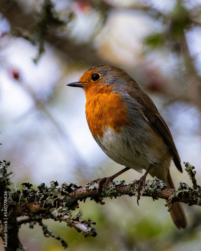 robin on a branch robin on a branch