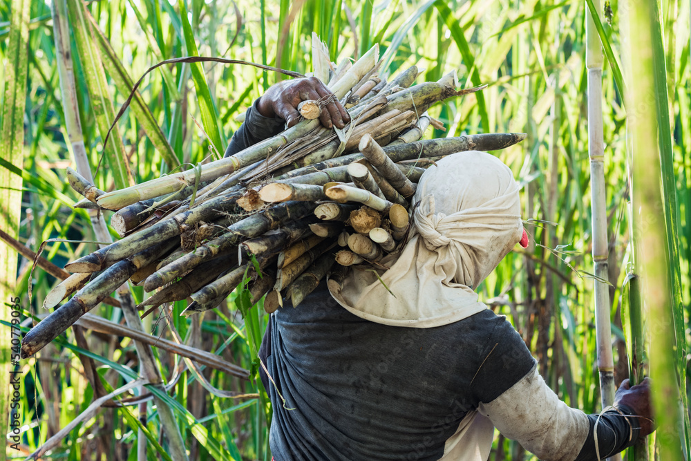 Cane Piles