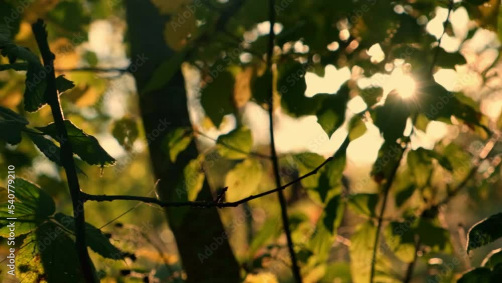 Leaves and branches in evening sun. Autumn tree in a forest close up, slow motion video Leaves and branches in evening sun. Autumn tree in a forest close up, slow motion video