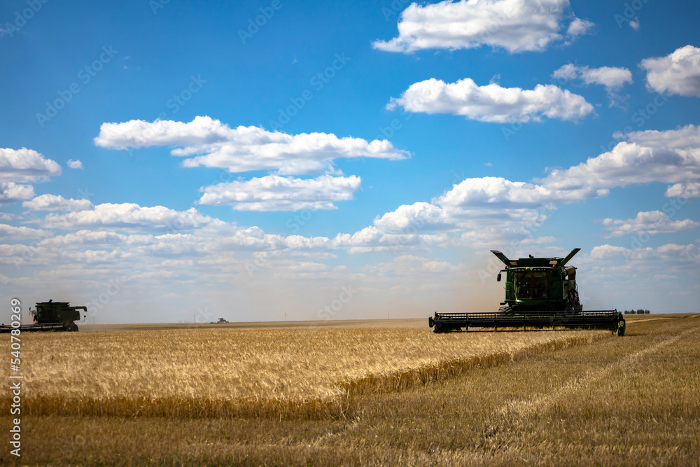 Fototapeta premium Combine harvester harvests ripe wheat. agriculture