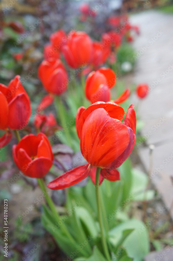 Tulipan Tulipan