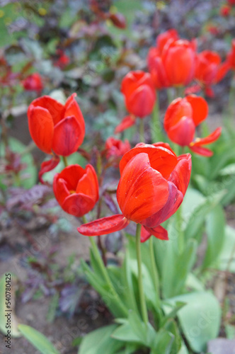 Tulipan