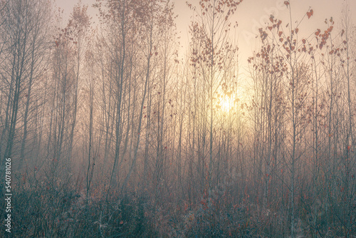 Morning sunlight through the pattern of young trees of the foggy birch copse in the sunrise.