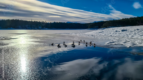 River flowing into the frozen lake Forstsee, Techelsberg, Carinthia (Kaernten), Austria, Europe. Winter wonderland at sunrise. Snow landscape. View of Karawanks mountains. Flock of ducks swimming