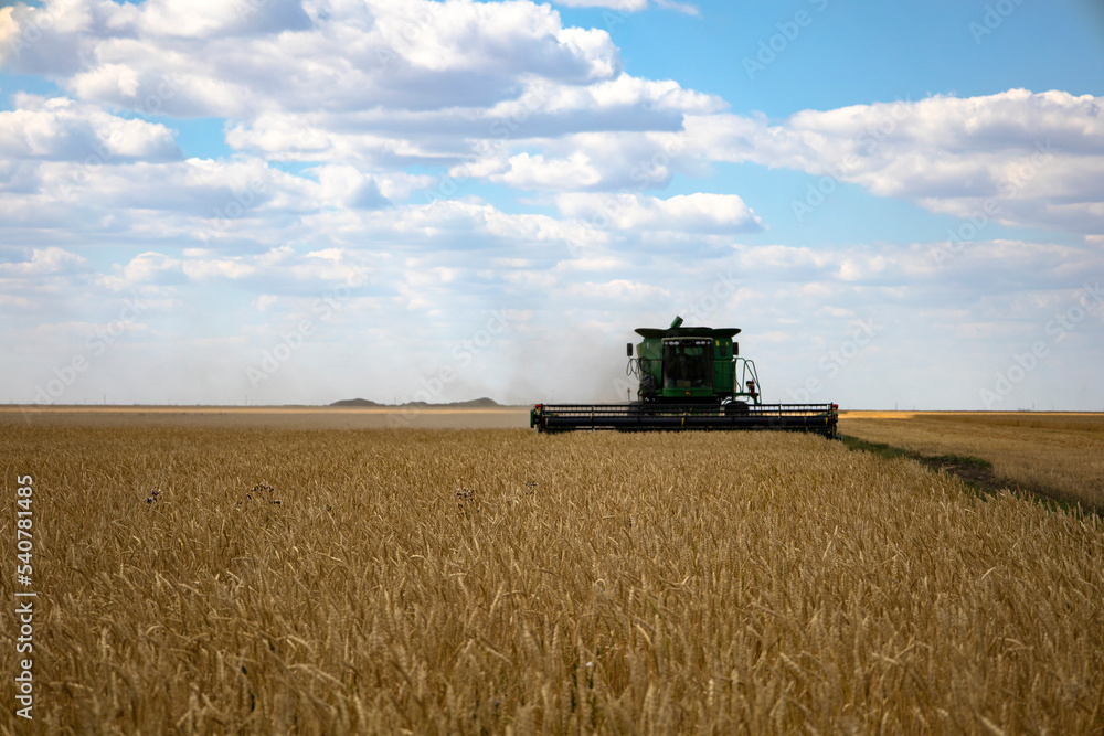 Fototapeta premium Combine harvester harvests ripe wheat. agriculture