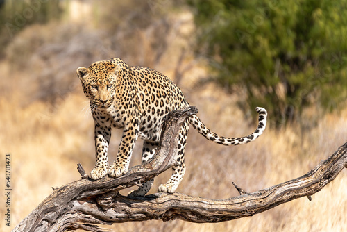 African leopard, Panthera pardus pardus on a tree branch, Etosha national park, Namibia, Africa