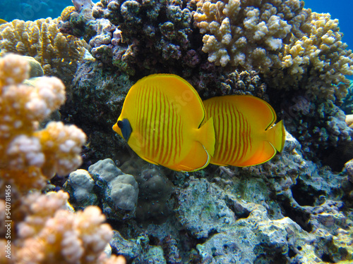 Chaetodon fasciatus or Butterfly fish in the expanses of the coral reef of the Red Sea  Sharm El Sheikh  Egypt