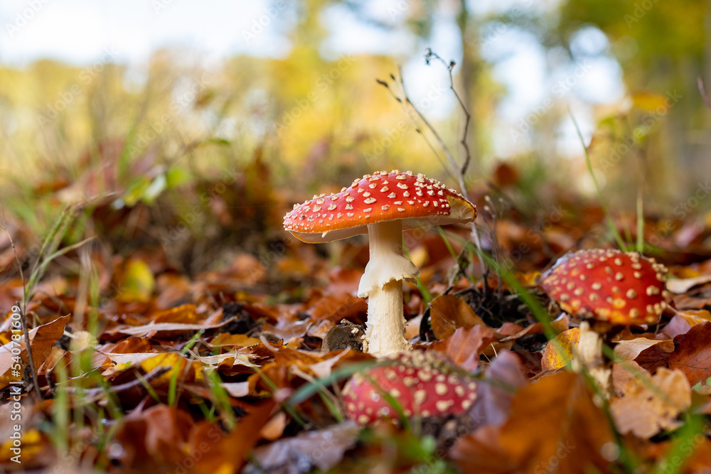 Amanita muscaria mushrooms in autumn forest in autumn time. Fly agaric, wild poisonous red mushroom in yellow-orange fallen leaves. fall season Amanita muscaria mushrooms in autumn forest in autumn time. Fly agaric, wild poisonous red mushroom in yellow-orange fallen leaves. fall season