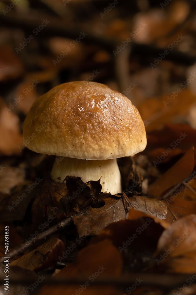 Young boletus after rain in autumn in the forest