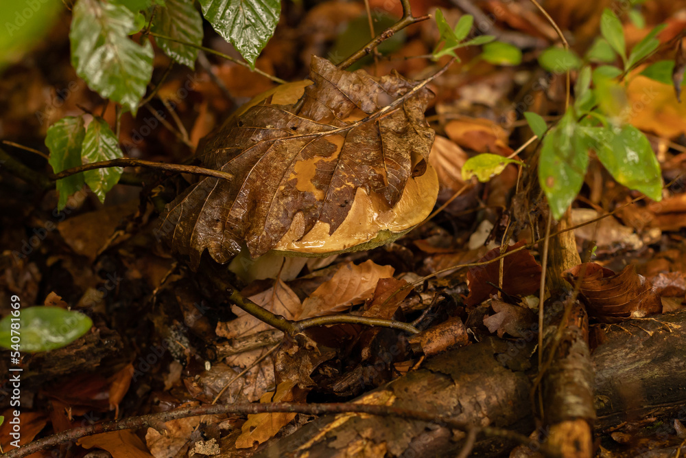 Young boletus after rain in autumn in the forest