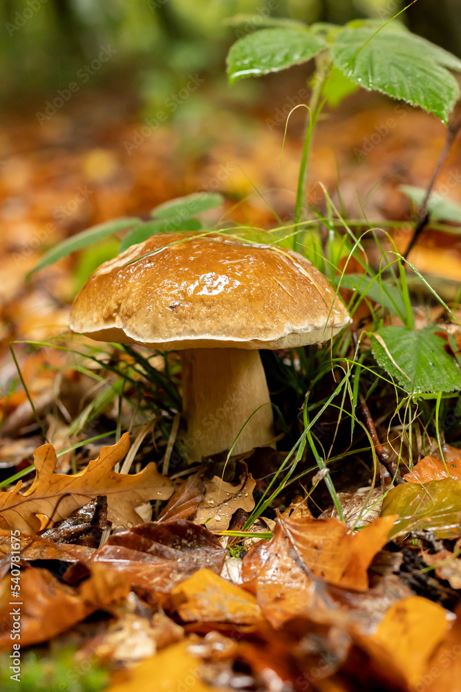 Young boletus after rain in autumn in the forest Young boletus after rain in autumn in the forest