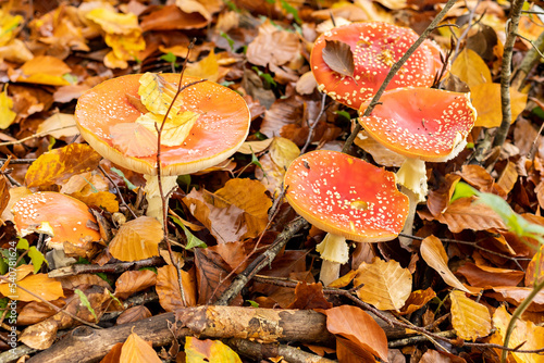 Amanita muscaria mushrooms in autumn forest in autumn time. Fly agaric, wild poisonous red mushroom in yellow-orange fallen leaves. fall season