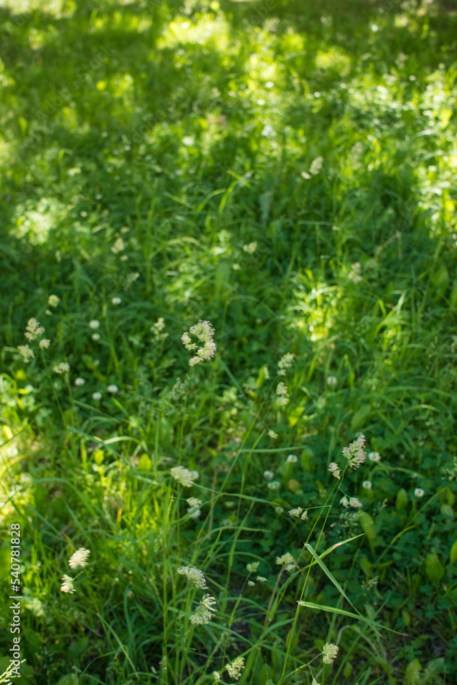 flowering ears of weeds. natural lawn in the bright sun. natural summer background with green grass flowering ears of weeds. natural lawn in the bright sun. natural summer background with green grass