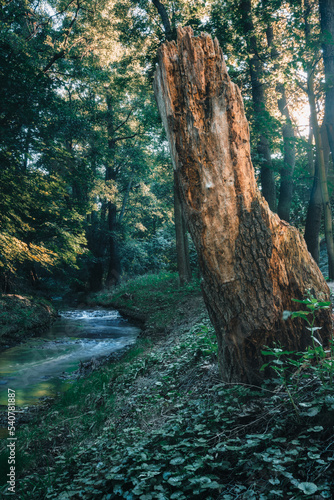 A proud trunk against the setting sun and Kacza Rzeczka (Gdynia - Orowo) photo