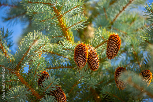 Fir branches close-up. Coniferous trees in the forest. Winter Christmas background. Christmas background, beautiful nature photo