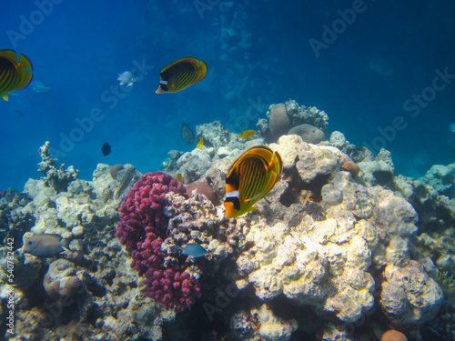 Chaetodon fasciatus or Butterfly fish in the expanses of the coral reef of the Red Sea  Sharm El Sheikh  Egypt