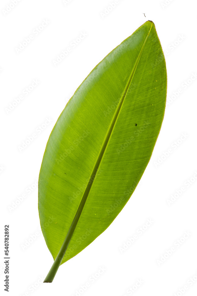 Obraz premium Banana leaf
