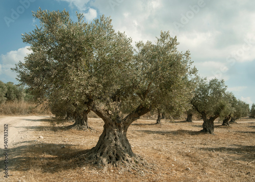 Old olives near Latrun monastery. Israel.
