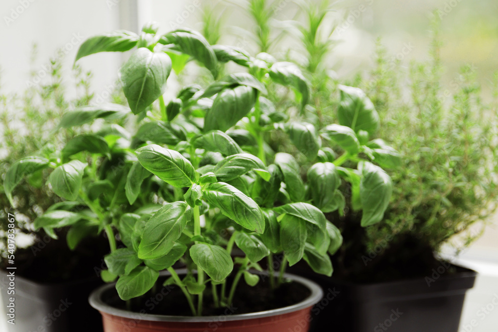 fresh herbs in garden pots on the windowsill fresh herbs in garden pots on the windowsill