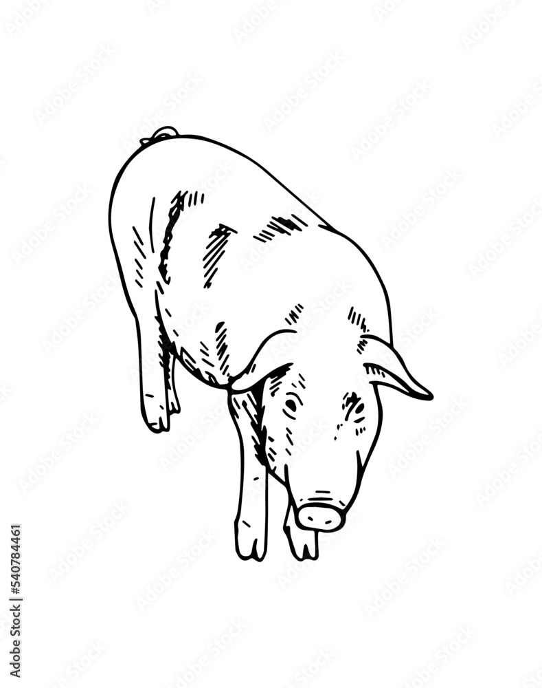 Sketch of a pig. Hand drawn vector illustration.
Sketch of a pig. Hand drawn vector illustration.