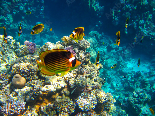 Chaetodon fasciatus or Butterfly fish in the expanses of the coral reef of the Red Sea, Sharm El Sheikh, Egypt