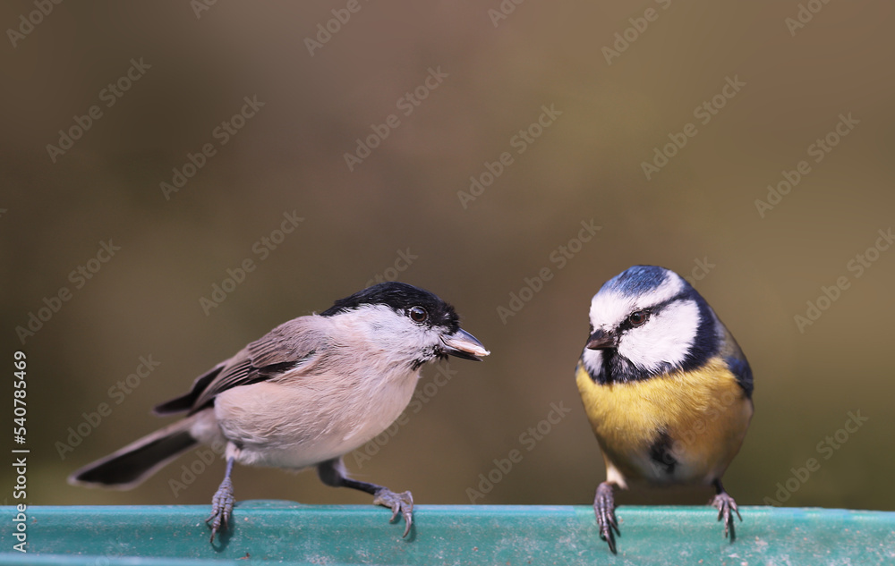 Fototapeta premium Blue tit and marsh tit sitting on blurred background
