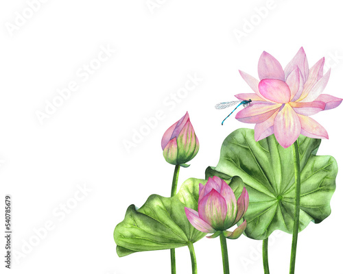 A composition with lotus flowers and leaves painted in watercolor, isolated on a white background.