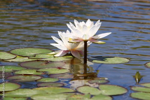 Bright water lily flowers and large green leaves on a lake in Israel