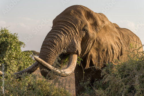 Photography Big elephant eating in Kenya