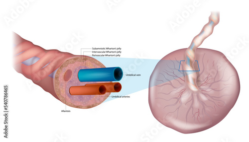 The anatomy of the umbilical cord. Cross-sectional diagram of human umbilical cord. Fetal Circulation. Biology of the Human Placenta and umbilical cord photo