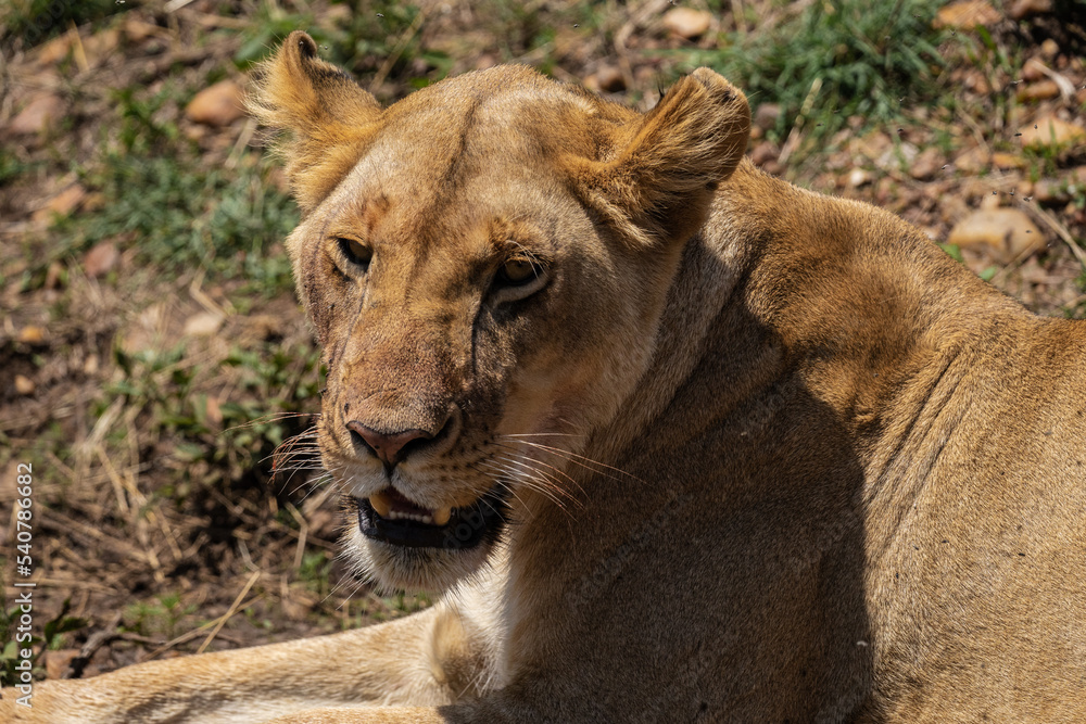 Fototapeta premium lying Female Lion breathing in Kenya