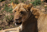 lying Female Lion breathing in Kenya