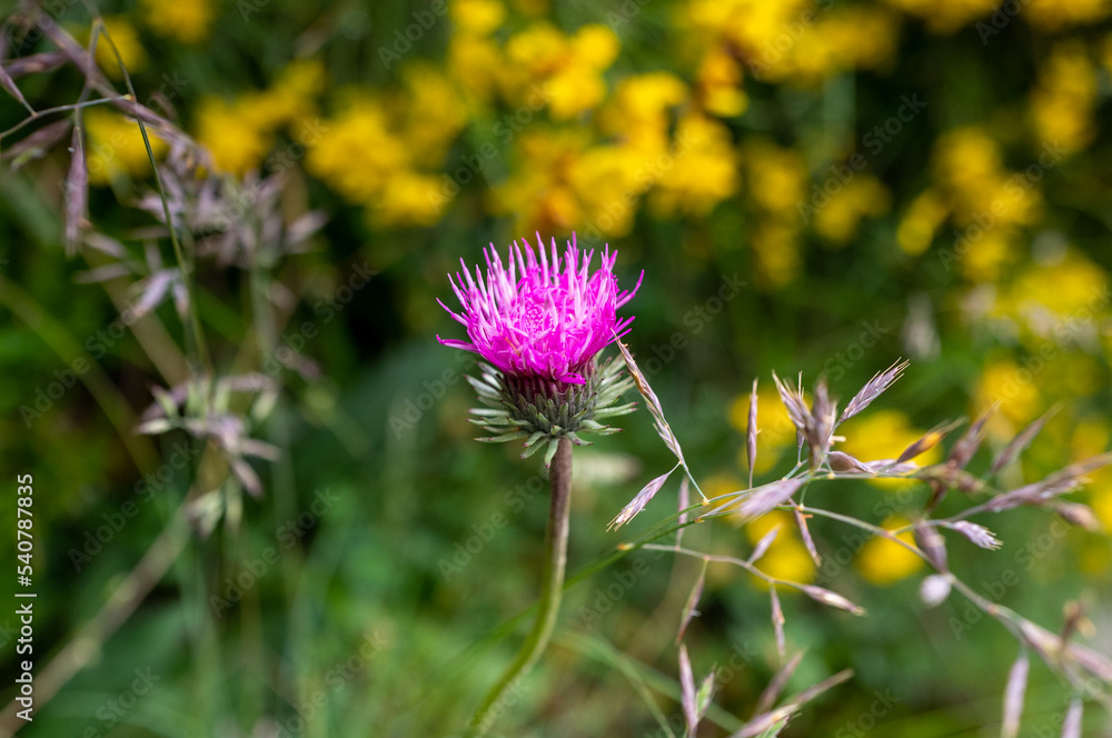 close-up of purple Alpine Thistle found in Swiss Alps close-up of purple Alpine Thistle found in Swiss Alps